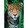 Clementoni Puzzle 500 pièces avec poster - Jaguar dans la jungle, puzzle adulte et enfant à partir de 10 ans, dimensions 49 x 36 cm