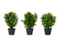 IBERGARDEN Lot de 3 grands pots en plastique noir et vert pour plantes vertes