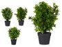 IBERGARDEN Lot de 3 grands pots en plastique noir et vert pour plantes vertes