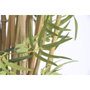 Home ESPRIT Plante décorative Bois Polyéthylène Oriental