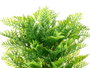 Ibergarden Macette Plante Verte Pierre Noire Plastique 50x30x30 cm (Intérieure 15x15x13 cm) (Set de 6)