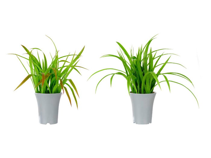 IBERGARDEN Lot de 6 Pots pour Plantes à Feuilles Gris-Vert IBERGARDEN Lot de 6 Pots pour Plantes à Feuilles Gris-Vert
