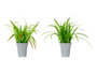 IBERGARDEN Lot de 6 Pots pour Plantes à Feuilles Gris-Vert