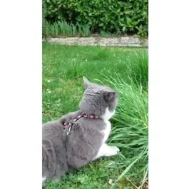 AIMÉ - Kit harnais et laisse réfléchissant pour chat - Rouge - Taille ajustable 18-28 cm - Nylon non toxique