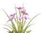 IBERGARDEN Lot de 12 Plantes à Fleurs Ouvertes Assorties