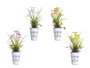 IBERGARDEN Lot de 12 Plantes à Fleurs Ouvertes Assorties