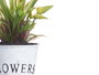IBERGARDEN Lot de 12 Plantes à Fleurs Ouvertes Assorties