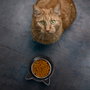 The Concept Factory Bol en forme de tête de chat de 14 cm
