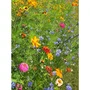 BHS - Mélange de fleurs pour attirer coccinelles et pollinisateurs - 15 variétés annuelles et 7 vivaces - 230 g