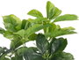 Ibergarden Pot Plante Feuilles Ovalées 80 cm 60x60 cm Plastique Vert Noir (Set de 6)