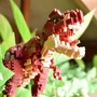 Nanoblock NANOBLOCK - Kit de Construction Figurine Dinosaure en Briques - Tyrannosaurus Rex Deluxe - 850 Pièces - À Partir de 12 Ans