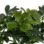 BigBuy Home Plante décorative Bambou 45 x 45 x 145 cm