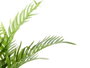 Ibergarden Plante Areca Artificielle 90 cm Vert Plastique avec Pot (Set de 4)