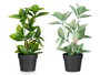 IBERGARDEN Lot de 12 Pots pour Plantes Brillant Assortiment de 4 Couleurs