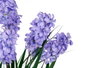 IBERGARDEN Lot de 3 Grandes Macetas - Blanc, Lila et Rose