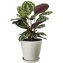 Garden Id - Pot de fleurs rond Swing Cone en pierre, diamètre 35 cm, 23 L, 34 cm, pour intérieur et extérieur