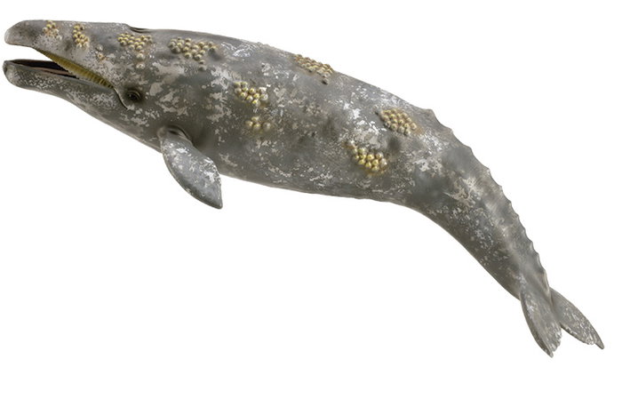 Collecta - Figurine Ballena Gris (Baleine grise), taille XL, référence 888836 - Jouet éducatif