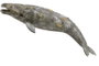 Collecta - Figurine Ballena Gris (Baleine grise), taille XL, référence 888836 - Jouet éducatif