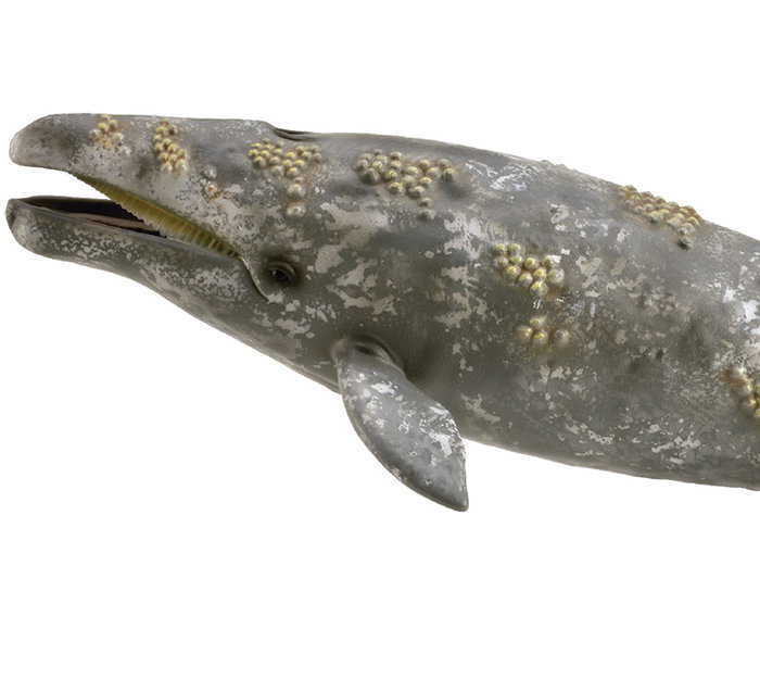 Collecta - Figurine Ballena Gris (Baleine grise), taille XL, référence 888836 - Jouet éducatif
