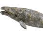 Collecta - Figurine Ballena Gris (Baleine grise), taille XL, référence 888836 - Jouet éducatif