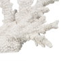 BigBuy Home Figurine Décorative Corail Blanc en Résine