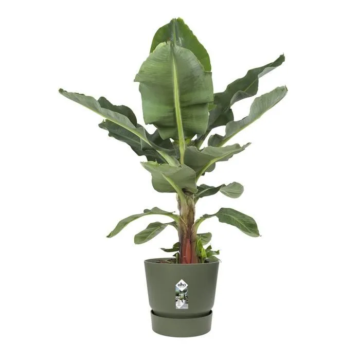 Elho Pot de Fleurs Greenville Rond 100% Recyclé - Réservoir d'Eau Intégré - Ø 55 x H 50 cm - Vert - Pour Extérieur Elho Pot de Fleurs Greenville Rond 100% Recyclé - Réservoir d'Eau Intégré - Ø 55 x H 50 cm - Vert - Pour Extérieur