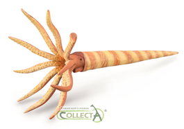 COLLECTA Orthoceras - L