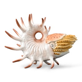 COLLECTA Cooperoceras XL