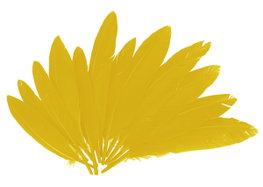 Innspiro Plumes indio jaune 60 unités