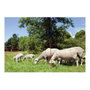 Kerbl Filet pour moutons OviNet électrifiable, 50 m x 90 cm, Orange