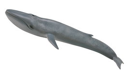 Collecta - Figurine Ballena Azul (Baleine Bleue) - Modèle XL Réaliste - Nuance Gris - Pour Enfants 3 ans et Plus