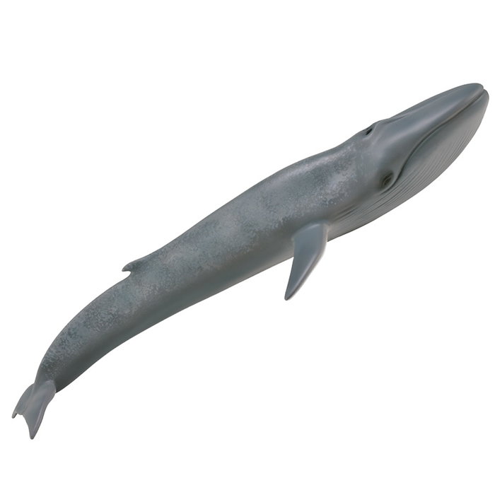 Collecta - Figurine Ballena Azul (Baleine Bleue) - Modèle XL Réaliste - Nuance Gris - Pour Enfants 3 ans et Plus