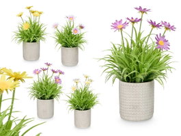 IBERGARDEN Assortiment de 24 Pots de Fleurs Marguerites