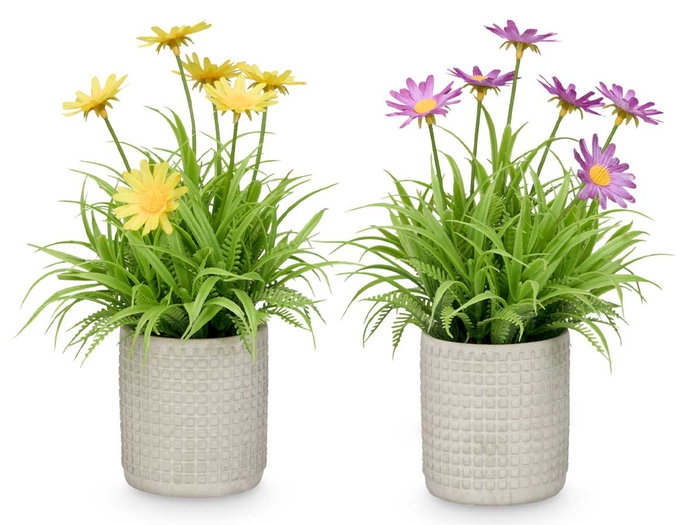 IBERGARDEN Assortiment de 24 Pots de Fleurs Marguerites