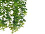 IBERGARDEN Lot de 6 Pots Suspendus en Plastique Vert avec Arrosoir et Corde