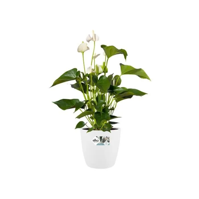 Elho Pot de fleurs rond Brussels avec roulettes - Ø 47 x H 44 cm - Intérieur - 100% recyclé - Blanc Elho Pot de fleurs rond Brussels avec roulettes - Ø 47 x H 44 cm - Intérieur - 100% recyclé - Blanc