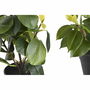Plante décorative DKD Home Decor Vert PP PE Ficus (2 Unités) (21 x 18 x 30 cm)