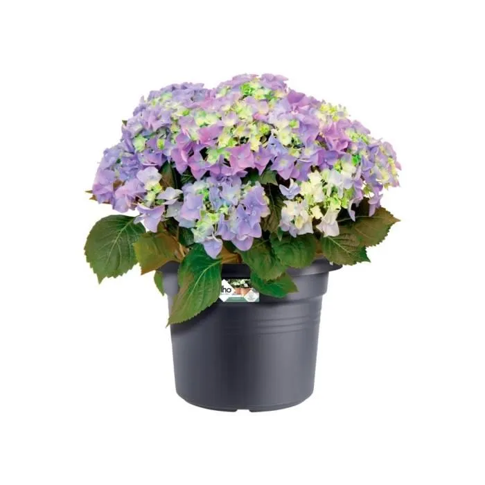 Elho - Pot de fleurs Green Basics Cilinder noir 64 cm x 49 cm pour extérieur en matériau 100% recyclé Elho - Pot de fleurs Green Basics Cilinder noir 64 cm x 49 cm pour extérieur en matériau 100% recyclé