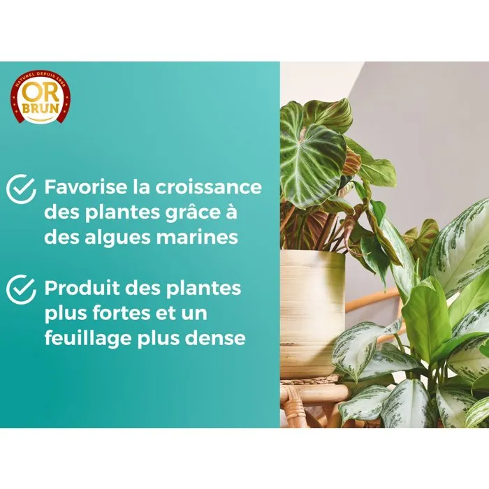 Or Brun OBRECLPLINTER250 - Engrais liquide pour plantes vertes d'intérieur - Favorise la croissance et le feuillage - Flacon 250 ml - Fabriqué en France