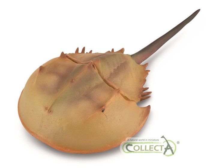 COLLECTA Limule XL - Cangrejo Herradura COLLECTA Limule XL - Cangrejo Herradura
