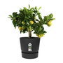 Elho Pot de fleurs rond Greenville 30 Vivre noir