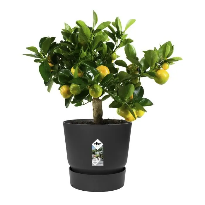 Elho Pot de fleurs rond Greenville 30 pour exterieur, Ø 29.5 x H 27.8 cm, 13.3 litres, reservoir d'eau integre, resistant au gel, plastique 100% recycle, couleur Vivre Noir
