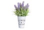 IBERGARDEN Plante Lavande en Pot Métal 22cm
