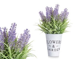 IBERGARDEN Plante Lavande en Pot Métal 22cm