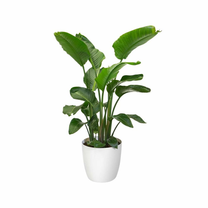 Elho Lot de 2 pots de fleurs Brussels ronds à roulettes - Blanc