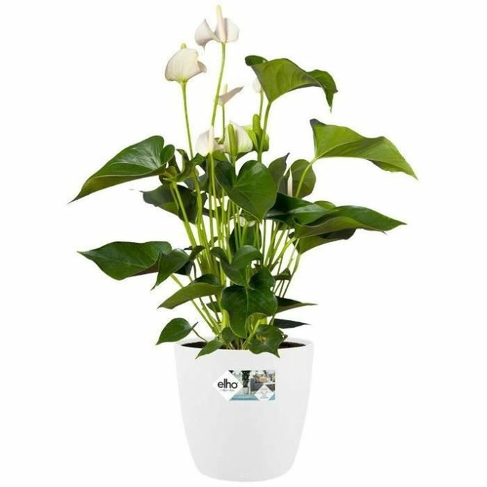 Elho Lot de 2 pots de fleurs Brussels ronds à roulettes - Blanc