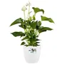 Elho Pot de fleurs Brussels rond sur roulettes - Lot de 2 - Blanc - Ø35 x H33 cm et Ø39 x H36.5 cm - 55 L - Pour plante d'intérieur