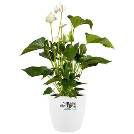 Elho Pot de fleurs Brussels rond sur roulettes - Lot de 2 - Blanc - Ø35 x H33 cm et Ø39 x H36.5 cm - 55 L - Pour plante d'intérieur