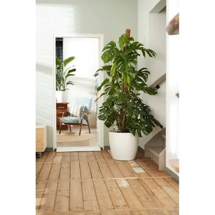 Elho Pot de fleurs Brussels rond sur roulettes - Lot de 2 - Blanc - Ø35 x H33 cm et Ø39 x H36.5 cm - 55 L - Pour plante d'intérieur