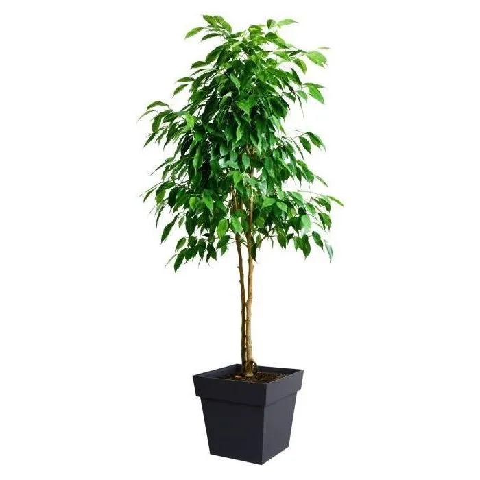 EDA Pot de Fleurs Carré Toscane 40 cm 38 L Gris Anthracite - Traitement Anti-UV, Garantie 7 Ans, Résistant aux Intempéries